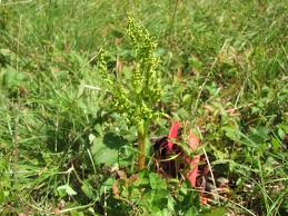 Attēlu rezultāti vaicājumam “Botrychium multifidum”