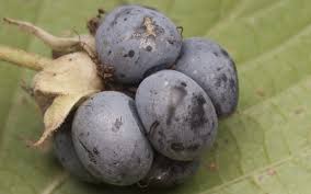 Attēlu rezultāti vaicājumam “Rubus caesius fruit”