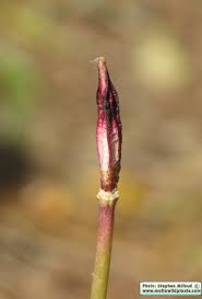 Attēlu rezultāti vaicājumam “Tulipa sylvestris bud”