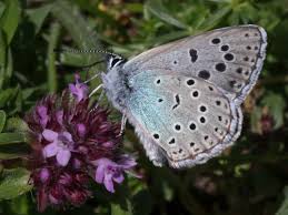 Attēlu rezultāti vaicājumam “Phengaris arion”