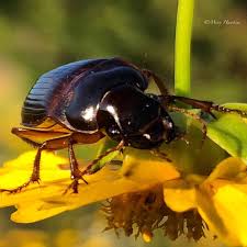 Attēlu rezultāti vaicājumam “Harpalus sp.”