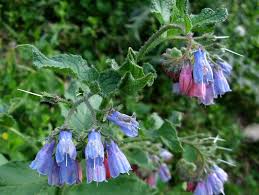 Attēlu rezultāti vaicājumam “Symphytum asperum”