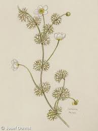 Attēlu rezultāti vaicājumam “Batrachium”