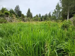 Attēlu rezultāti vaicājumam “Glyceria maxima”