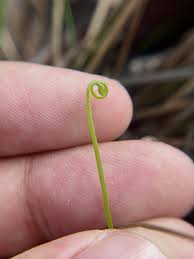 Attēlu rezultāti vaicājumam “Anomodon attenuatus sporophyte”