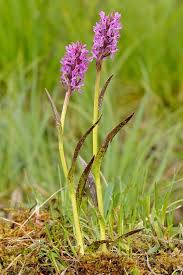 Attēlu rezultāti vaicājumam “Dactylorhiza cruenta leaf”