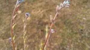 Attēlu rezultāti vaicājumam “Myosotis stricta”