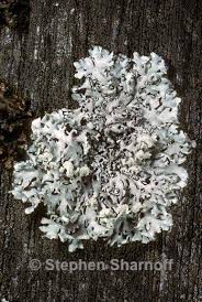 Attēlu rezultāti vaicājumam “Hypogymnia physodes”