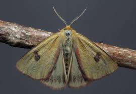 Attēlu rezultāti vaicājumam “Diacrisia sannio”