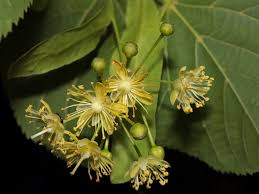 Attēlu rezultāti vaicājumam “Tilia platyphyllos subsp. cordifolia flower”