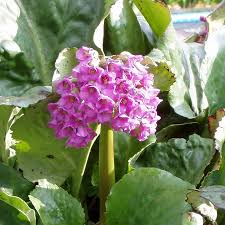 Image result for Bergenie