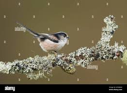 Attēlu rezultāti vaicājumam “Aegithalos caudatus adult”