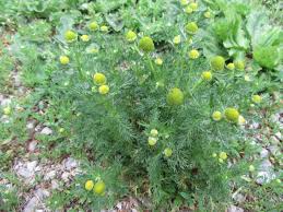 Attēlu rezultāti vaicājumam “Matricaria discoidea flower”