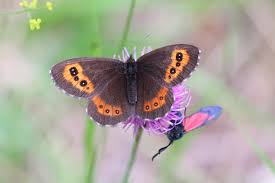 Attēlu rezultāti vaicājumam “Erebia ligea upperside”