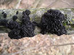 Attēlu rezultāti vaicājumam “Exidia glandulosa”