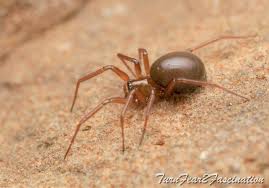 Attēlu rezultāti vaicājumam “Linyphiidae”