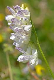 Attēlu rezultāti vaicājumam “Vicia sylvatica flower”
