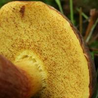 Attēlu rezultāti vaicājumam “Xerocomus pruinatus”