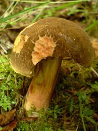 Attēlu rezultāti vaicājumam “Xerocomus pruinatus”