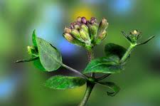 Attēlu rezultāti vaicājumam “Lonicera xylosteum bud”