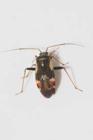 Attēlu rezultāti vaicājumam “Polymerus palustris”