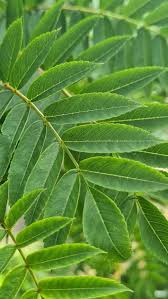 Attēlu rezultāti vaicājumam “Sorbus aucuparia leaf”