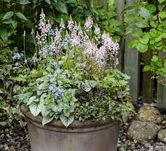 Image result for HEUCHERA americana 'Palace Purple Auslese'