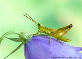 Attēlu rezultāti vaicājumam “Chrysochraon dispar”