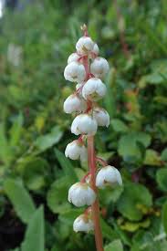Attēlu rezultāti vaicājumam “Pyrola minor flower”