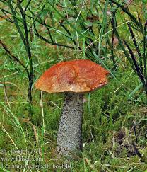 Attēlu rezultāti vaicājumam “Leccinum versipelle”