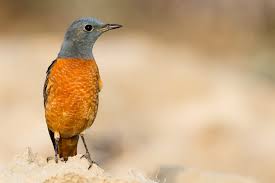 Image result for Monticola saxatilis