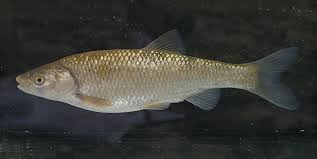 Image result for Squalius cephalus