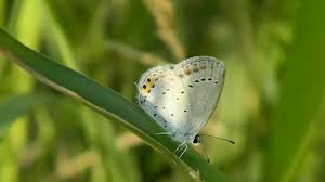 Attēlu rezultāti vaicājumam “Everes argiades male”