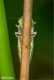 Attēlu rezultāti vaicājumam “Cicadella viridis female”