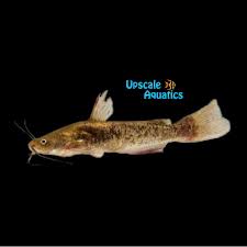 Image result for Ameiurus catus