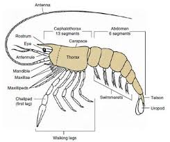 Attēlu rezultāti vaicājumam “Crustacea”
