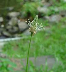 Attēlu rezultāti vaicājumam “Plantago lanceolata bud”