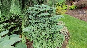 Attēlu rezultāti vaicājumam “Abies veitchii”