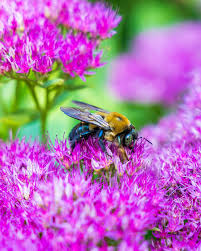 Image result for Chrysanthemum spectabile