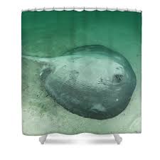 Image result for Styracura pacifica