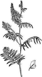 Attēlu rezultāti vaicājumam “Galega orientalis”