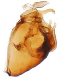 Attēlu rezultāti vaicājumam “Javesella pellucida female”