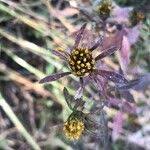 Attēlu rezultāti vaicājumam “Bidens tripartita fruit”