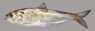 Image result for Alosa sapidissima