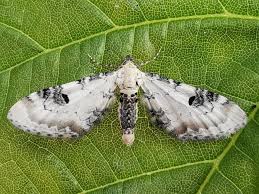 Attēlu rezultāti vaicājumam “Eupithecia centaureata”