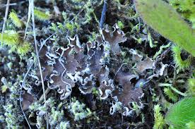 Attēlu rezultāti vaicājumam “Peltigera extenuata”