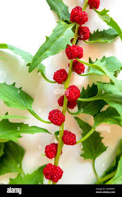 Attēlu rezultāti vaicājumam “Chenopodium foliosum”