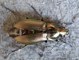 Attēlu rezultāti vaicājumam “Poecilus versicolor”