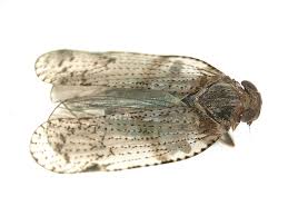 Attēlu rezultāti vaicājumam “Cixiidae”