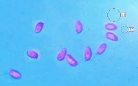 Attēlu rezultāti vaicājumam “Clavaria fumosa”